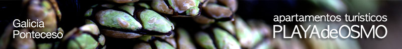 Playa de Osmo / gastronomia - percebes