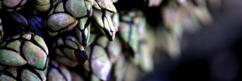 Playa de Osmo / gastronomia - percebes