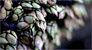 Playa de Osmo / gastronomia - percebes