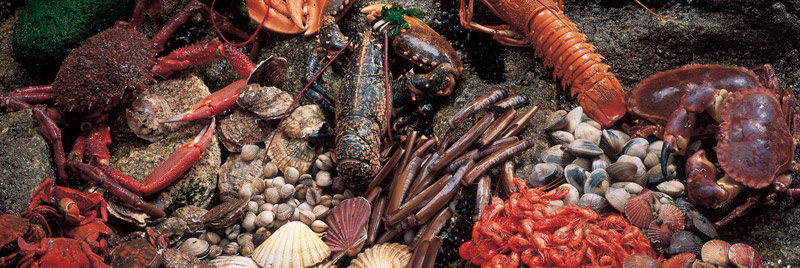 Playa de Osmo / gastronomia - marisco
