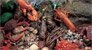 Playa de Osmo / gastronomia - marisco