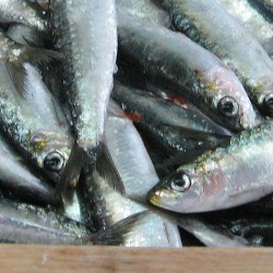 Sardinas