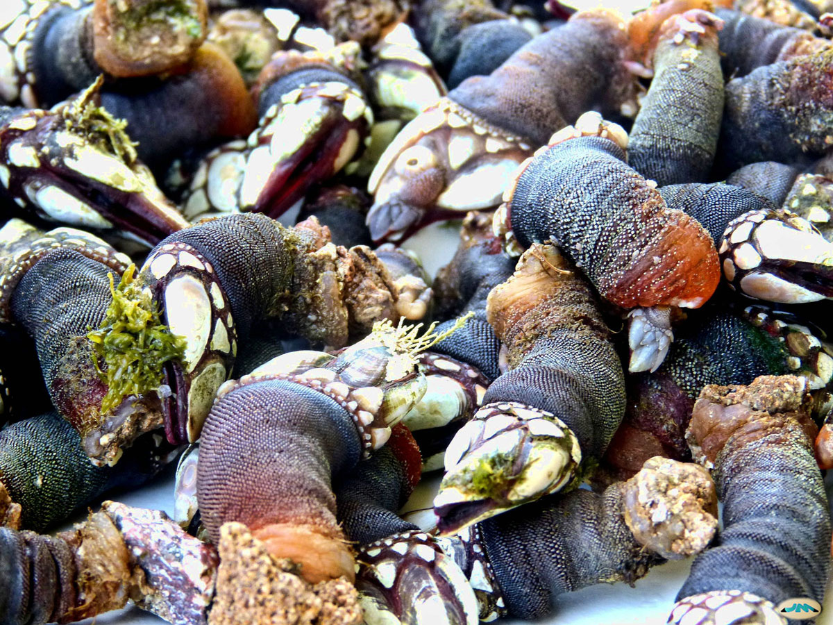 Percebes.